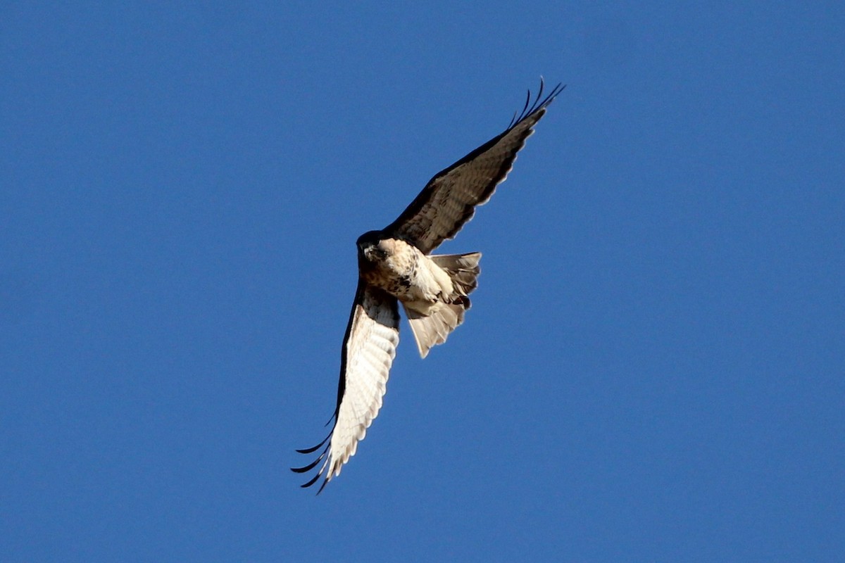 Red-tailed Hawk - ML643615044