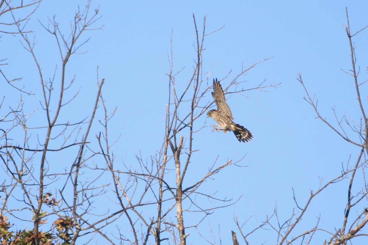 Merlin - ML643615051