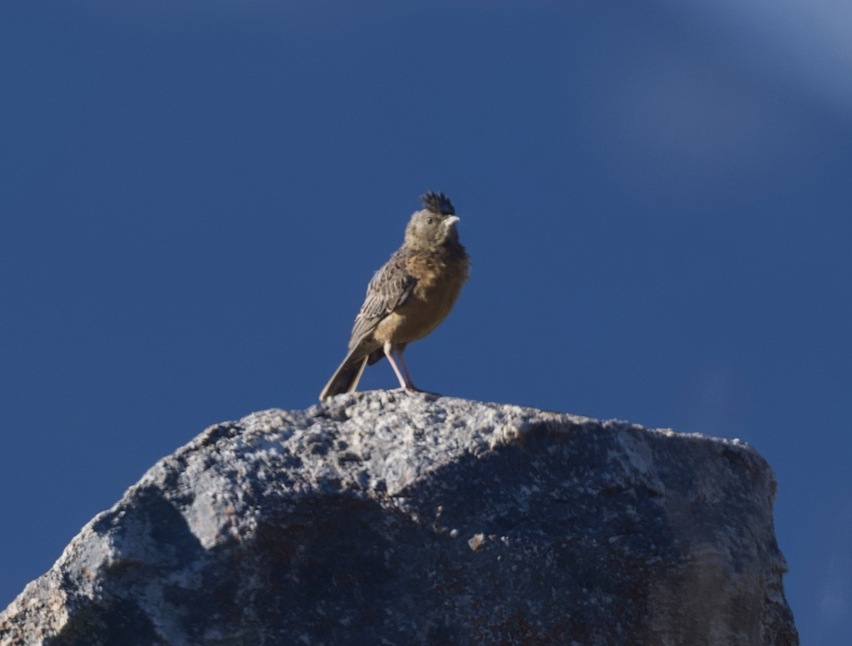 Cape Clapper Lark - ML643615060