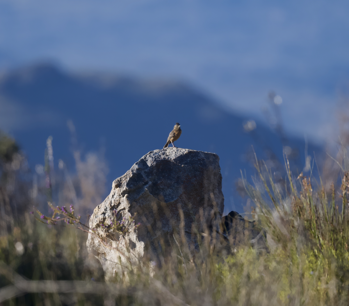 Cape Clapper Lark - ML643615061