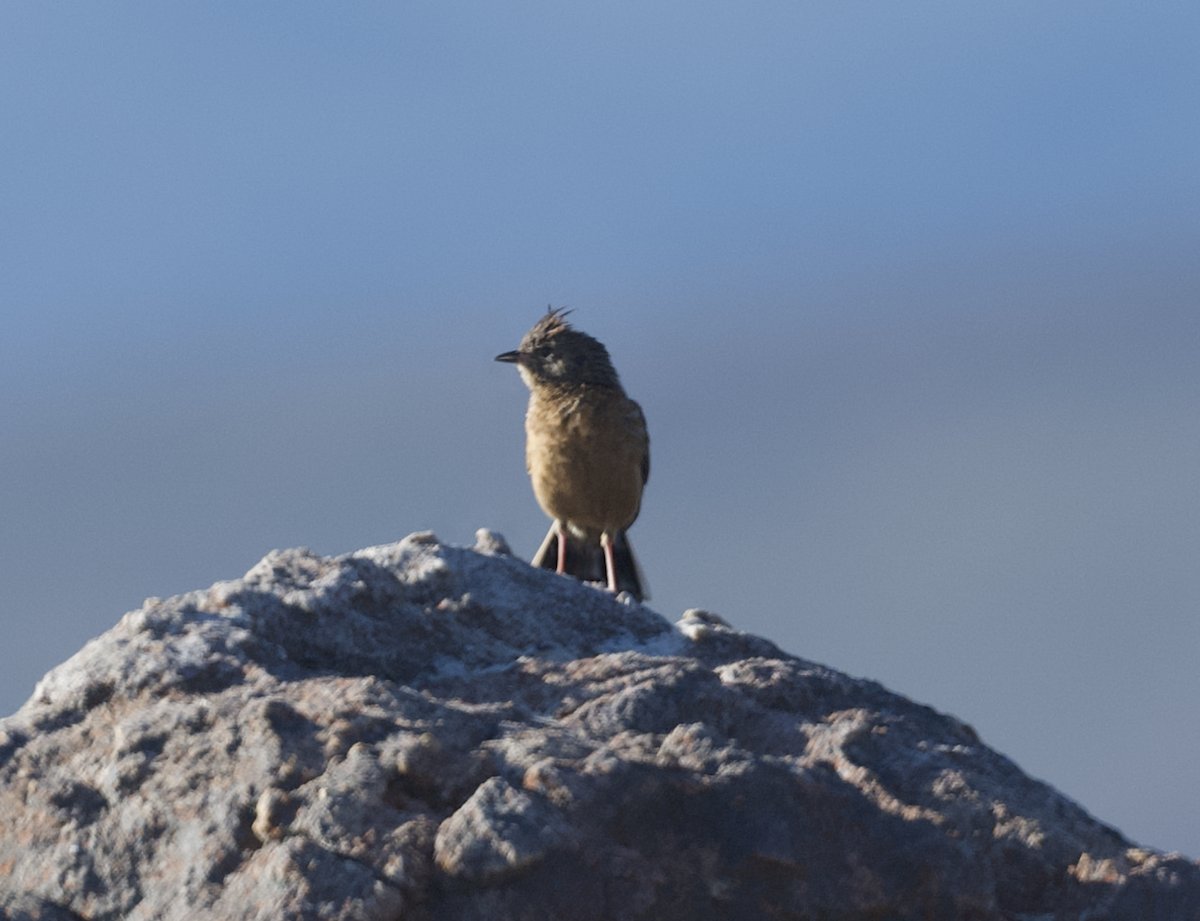 Cape Clapper Lark - ML643615062