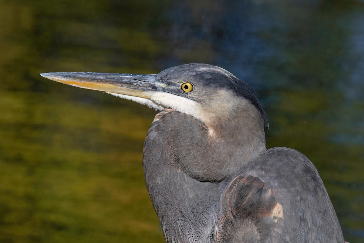 Great Blue Heron - ML643615072