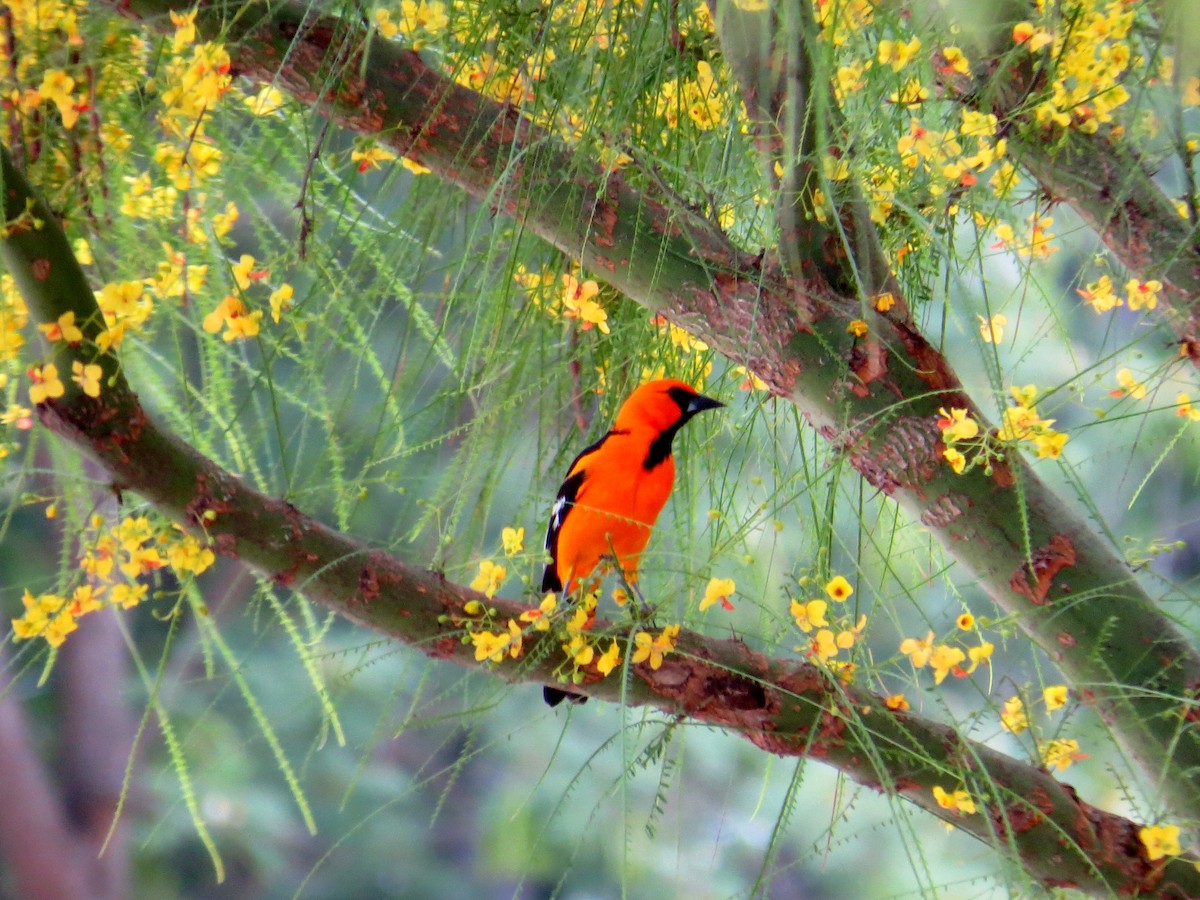 Altamira Oriole - ML643615085