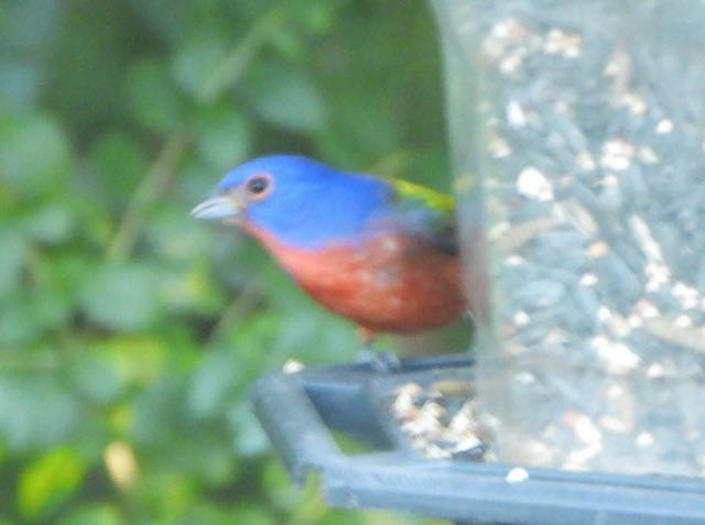 Painted Bunting - ML643615101