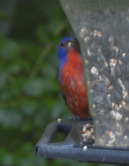 Painted Bunting - ML643615102