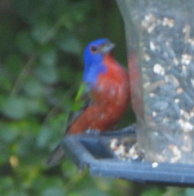 Painted Bunting - ML643615103