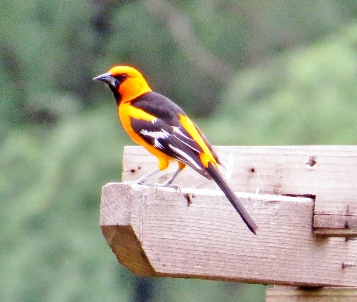 Altamira Oriole - ML643615109
