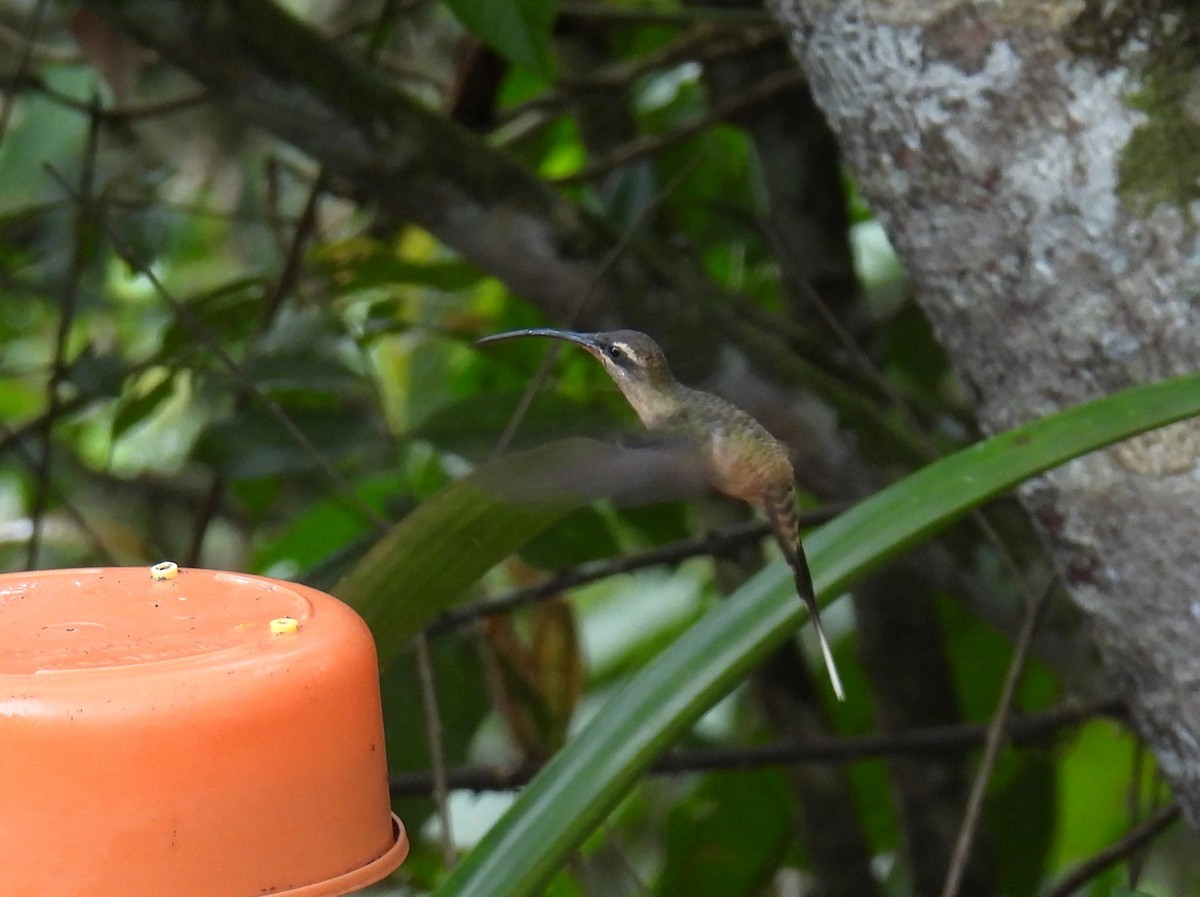 Great-billed Hermit (Amazonian) - ML643615112