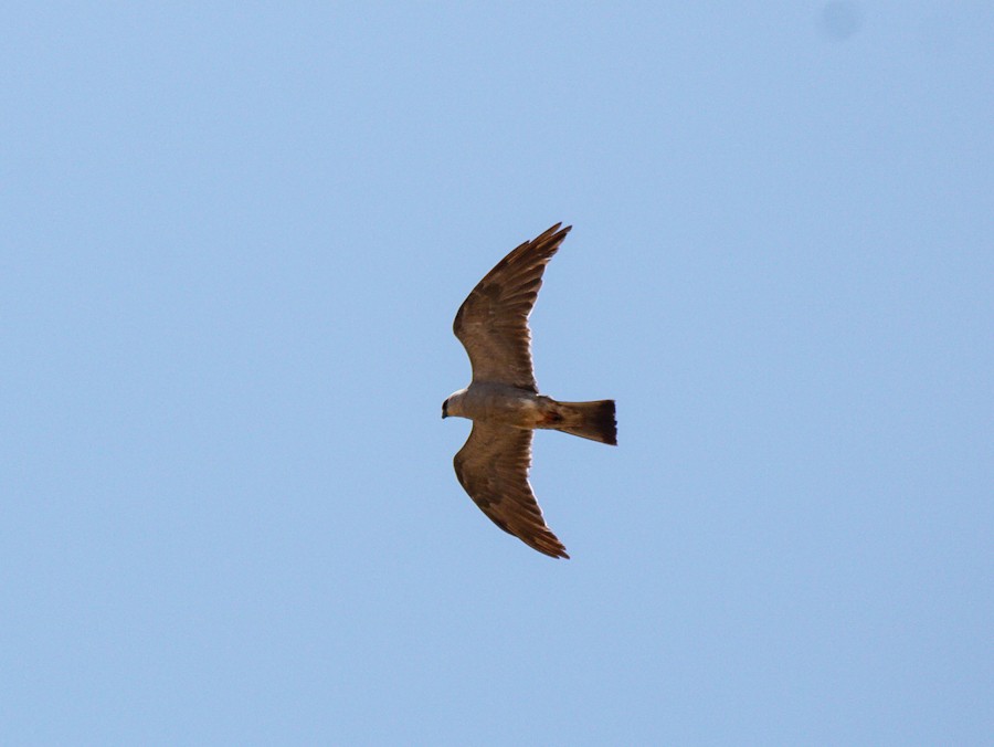 Mississippi Kite - ML643615116
