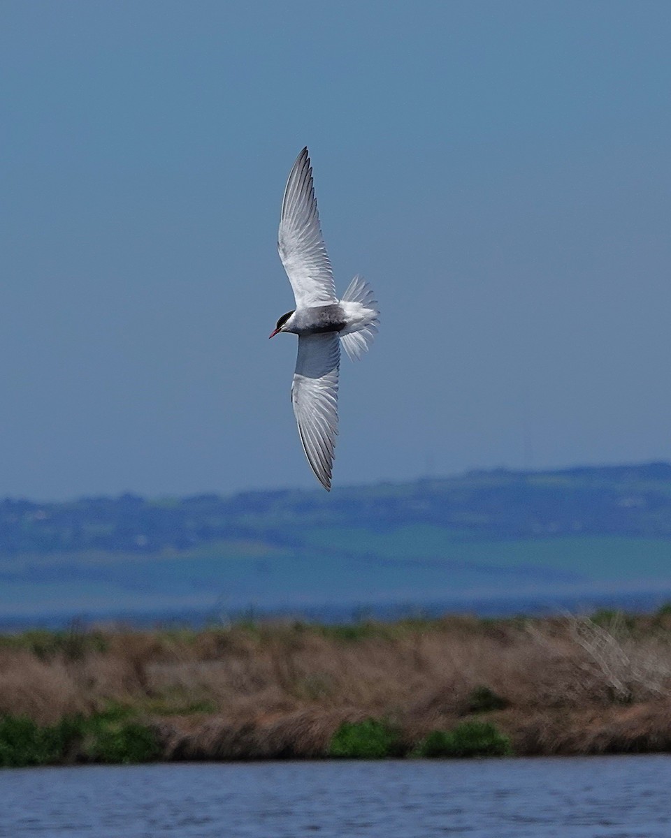Whiskered Tern - ML643615136