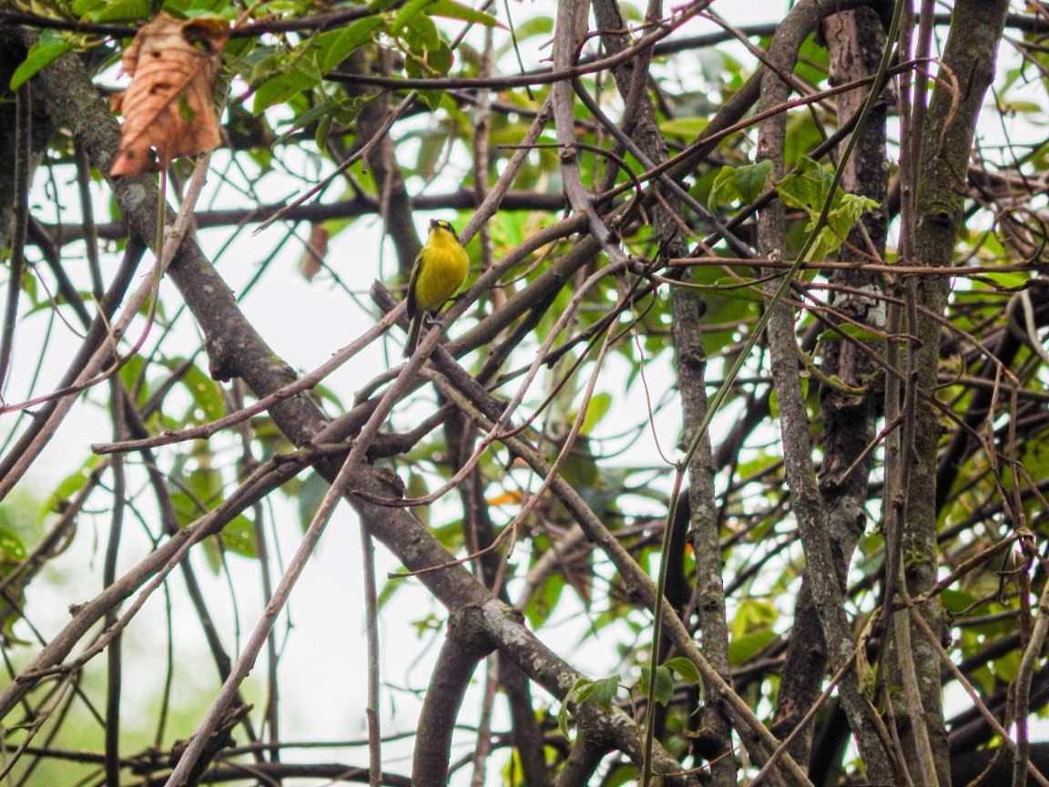 Gray-headed Tody-Flycatcher - ML643615138
