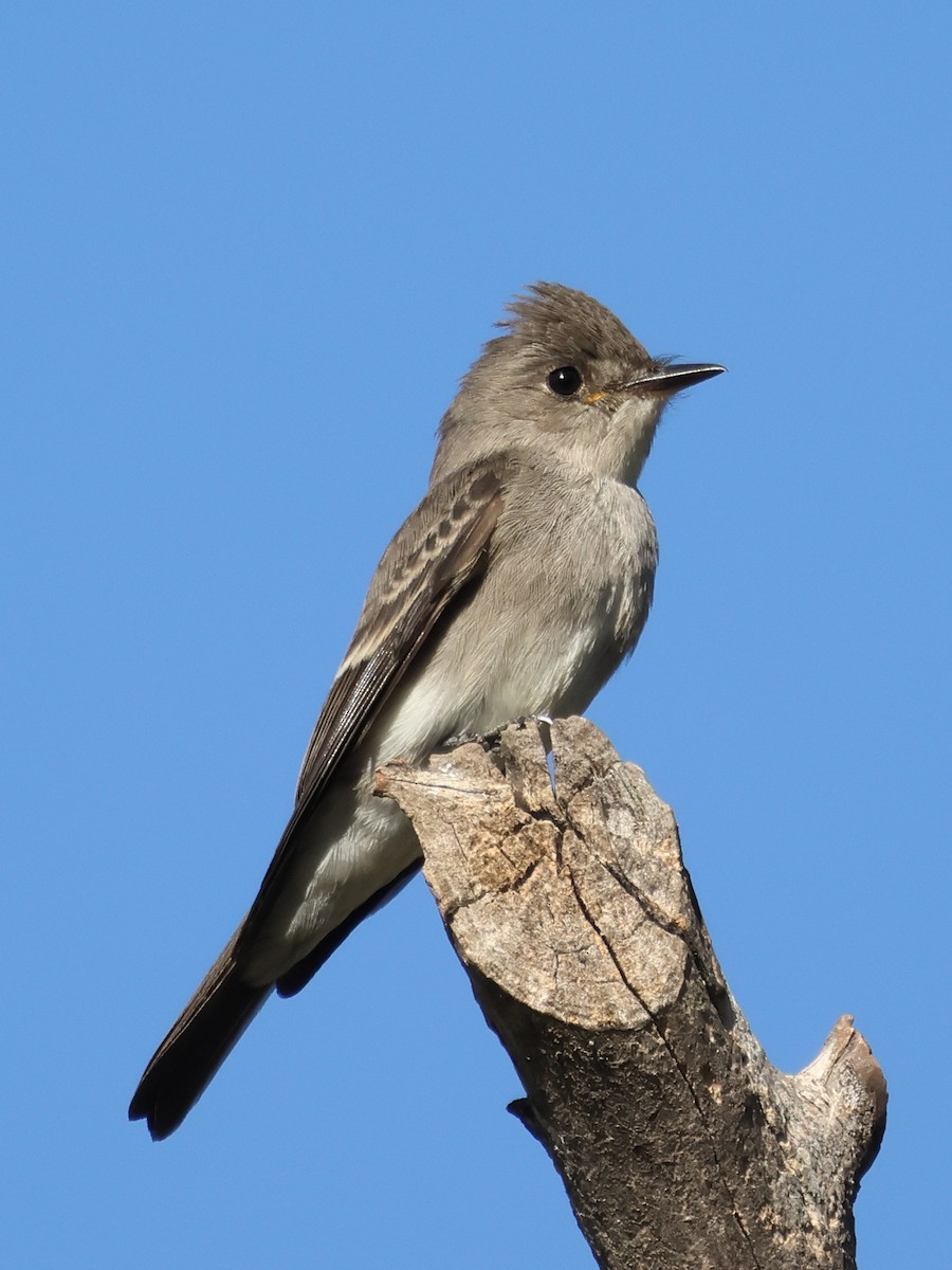 Western Wood-Pewee - ML643615162