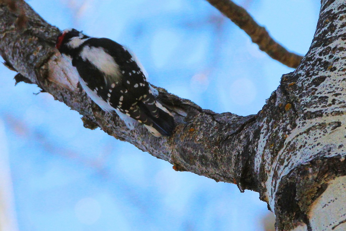 Downy Woodpecker - ML643615172