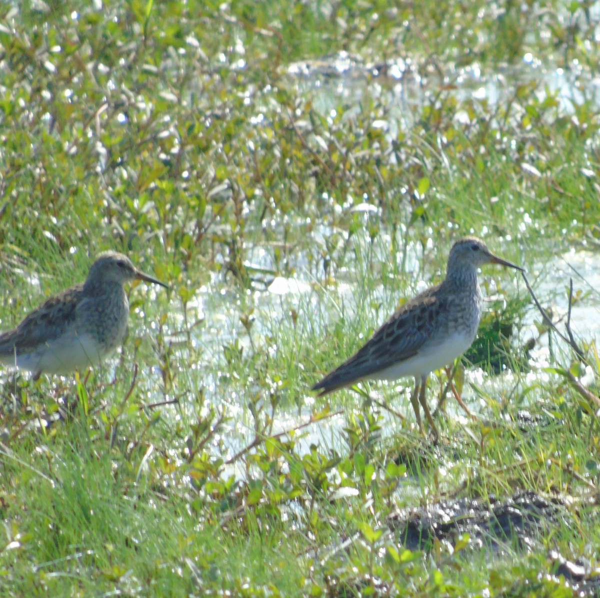 Pectoral Sandpiper - ML643615181