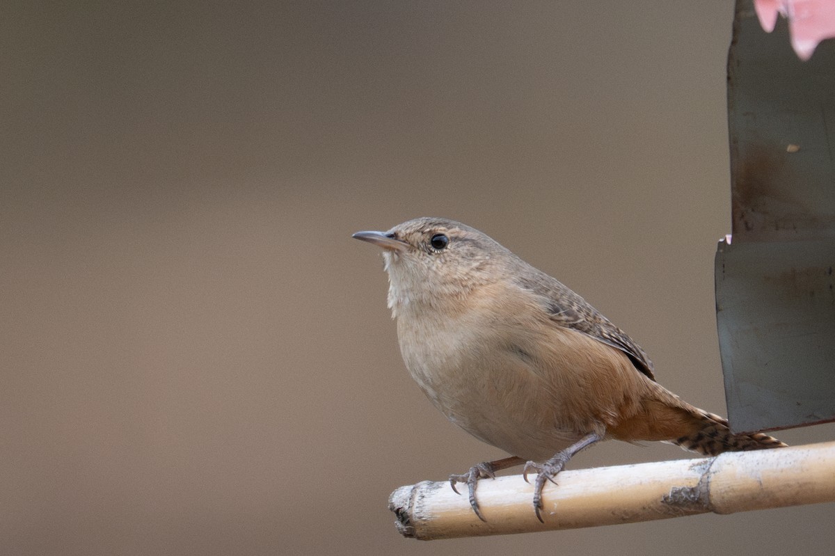 Southern House Wren - ML643615194