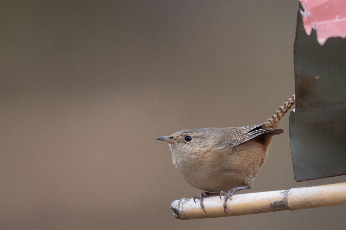 Southern House Wren - ML643615195