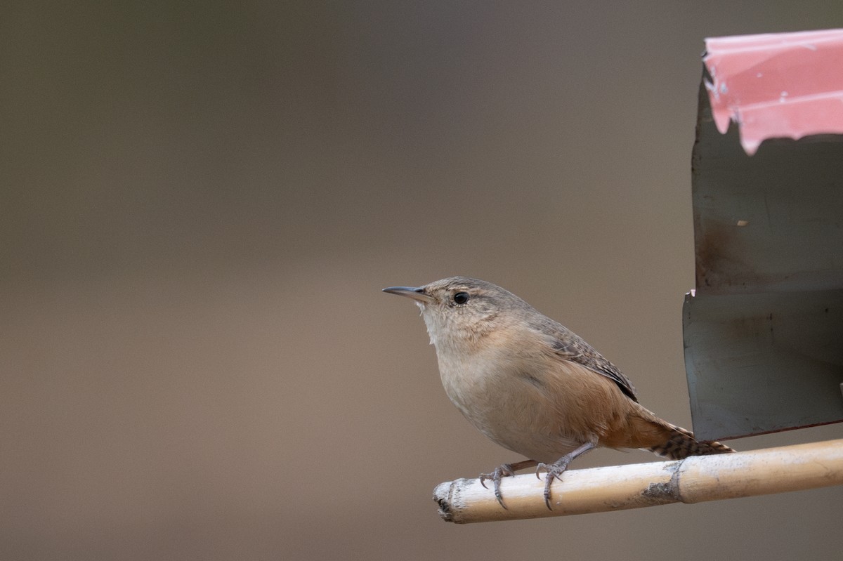 Southern House Wren - ML643615196