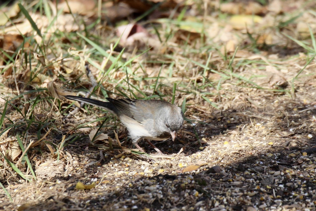 Dark-eyed Junco (Slate-colored) - ML643615211