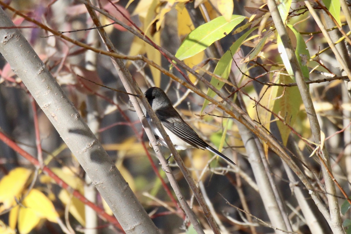 Dark-eyed Junco (Slate-colored) - ML643615212