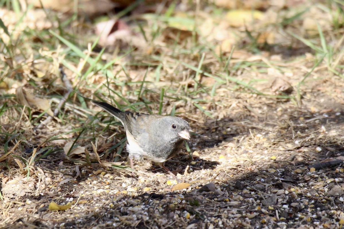 Dark-eyed Junco (Slate-colored) - ML643615213