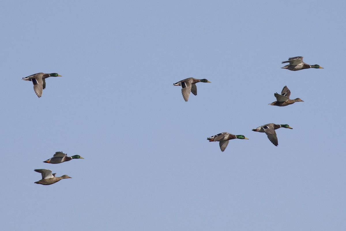 Mallard - ML643615226