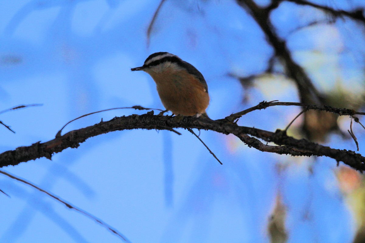 Red-breasted Nuthatch - ML643615230