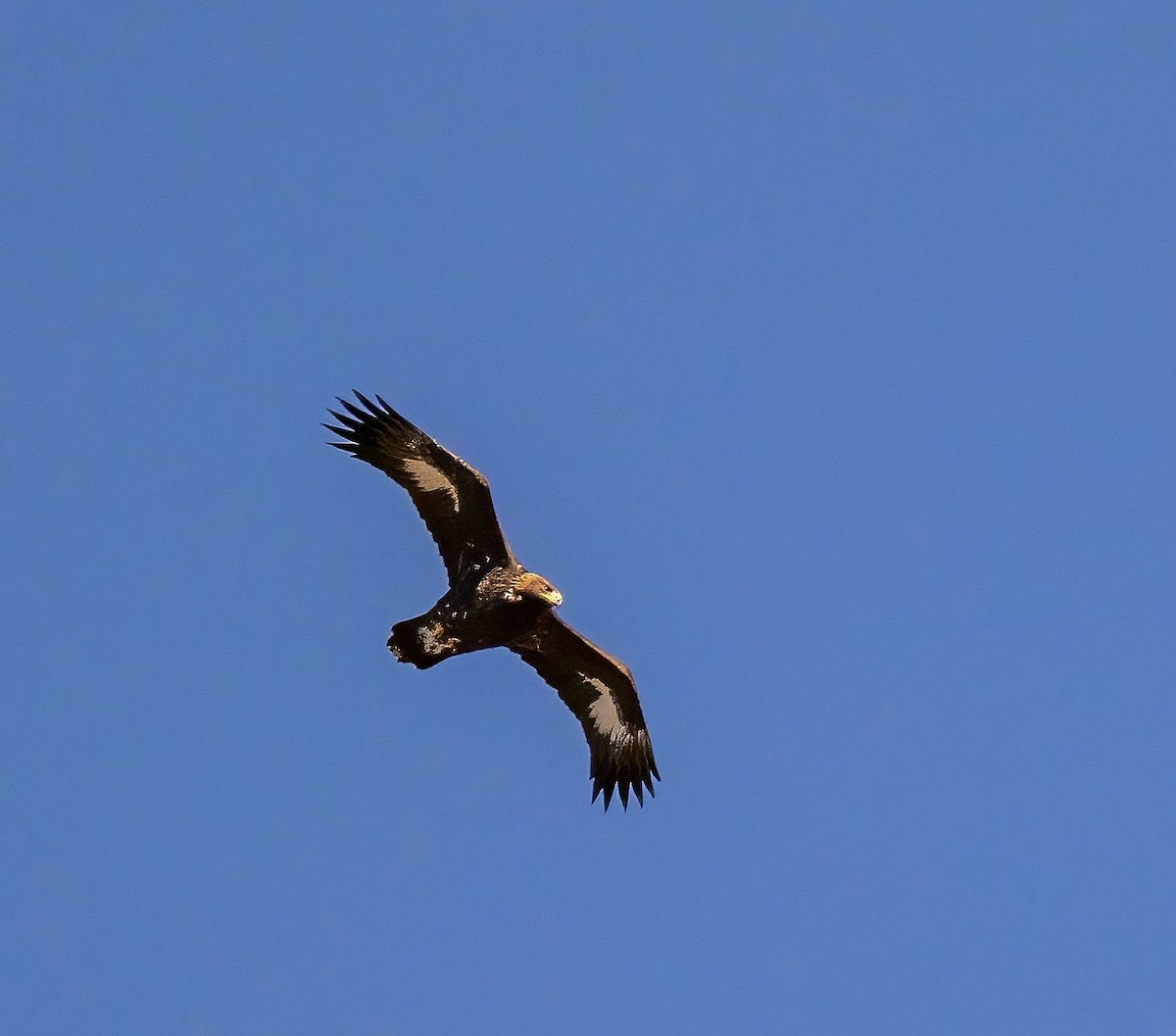 Golden Eagle - ML643615234