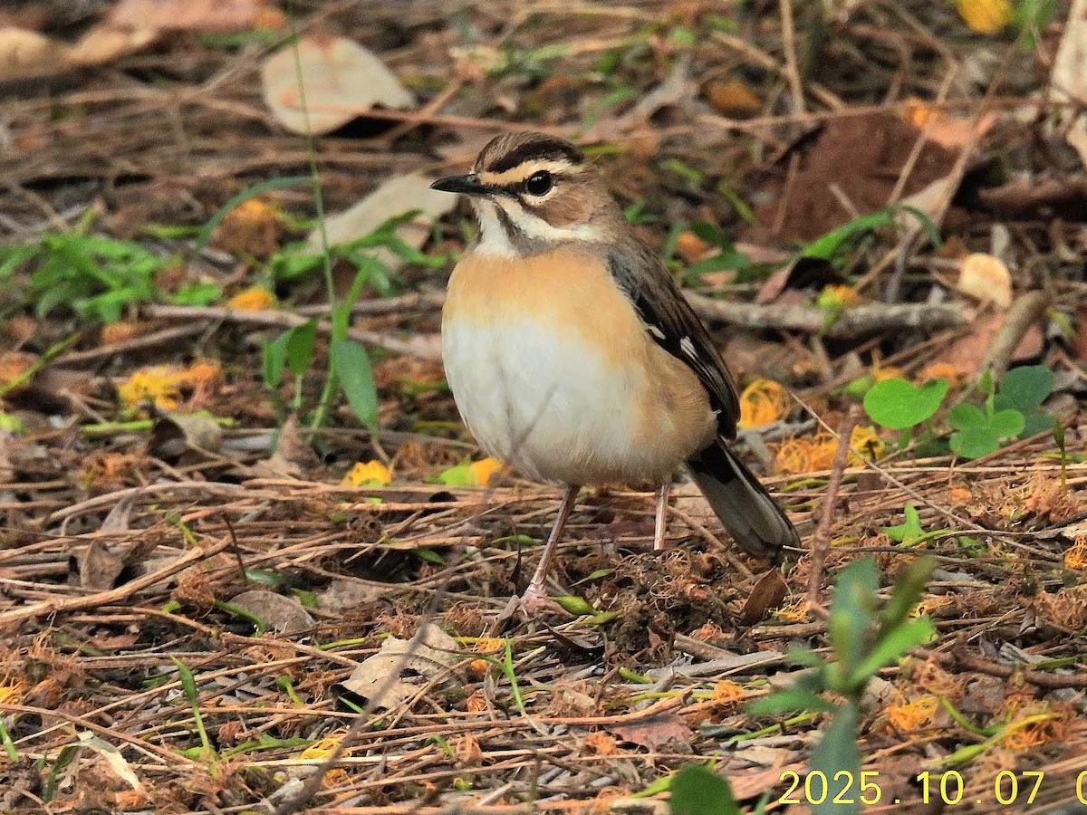 Bearded Scrub-Robin (Bearded) - ML643615236