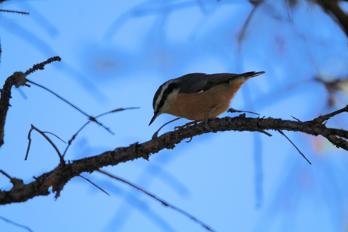 Red-breasted Nuthatch - ML643615238