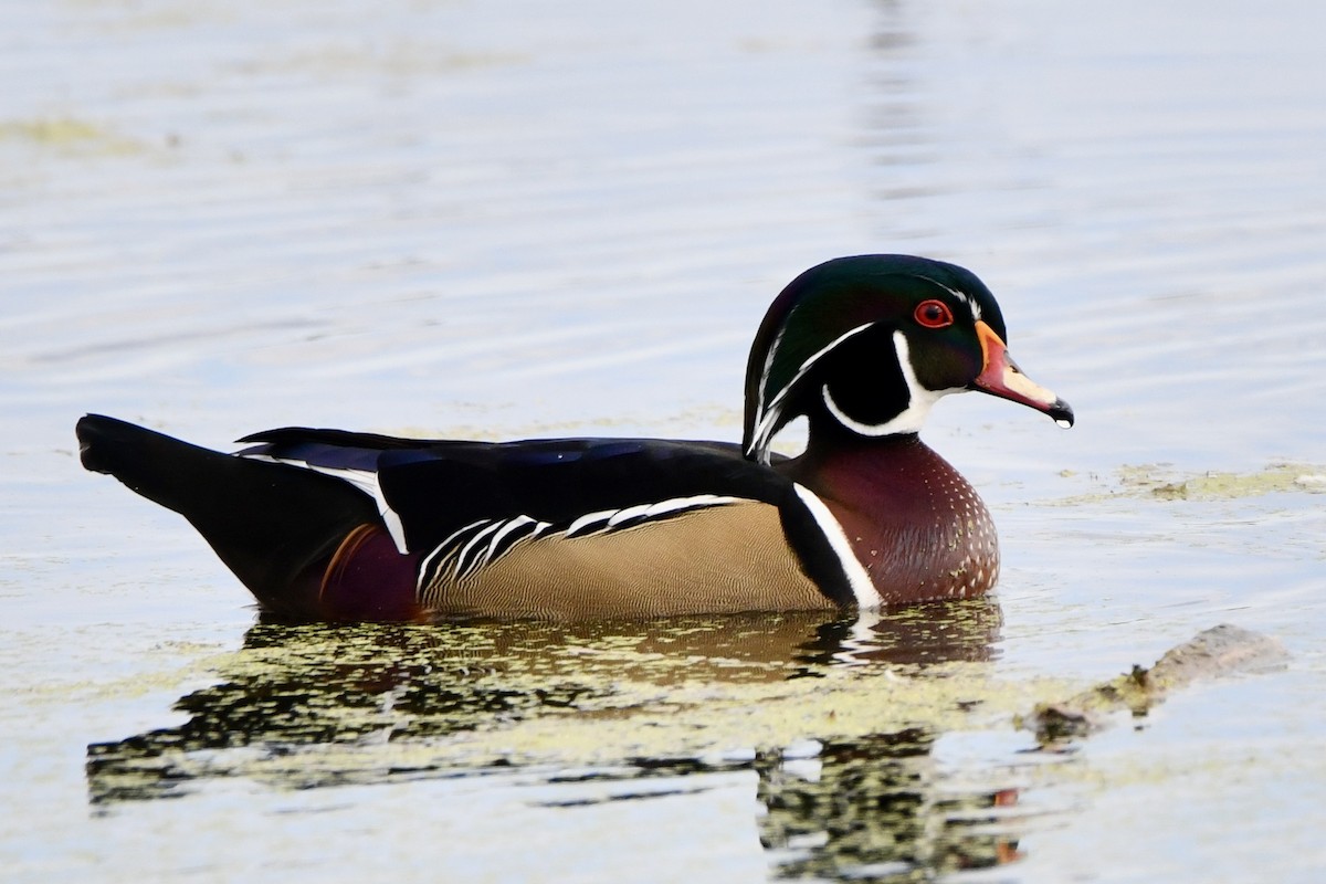 Wood Duck - ML643615240