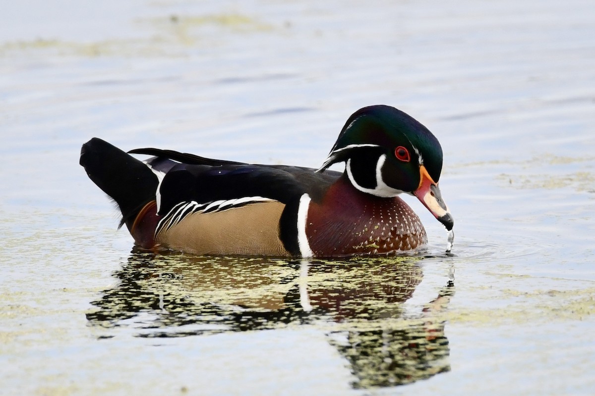 Wood Duck - ML643615241