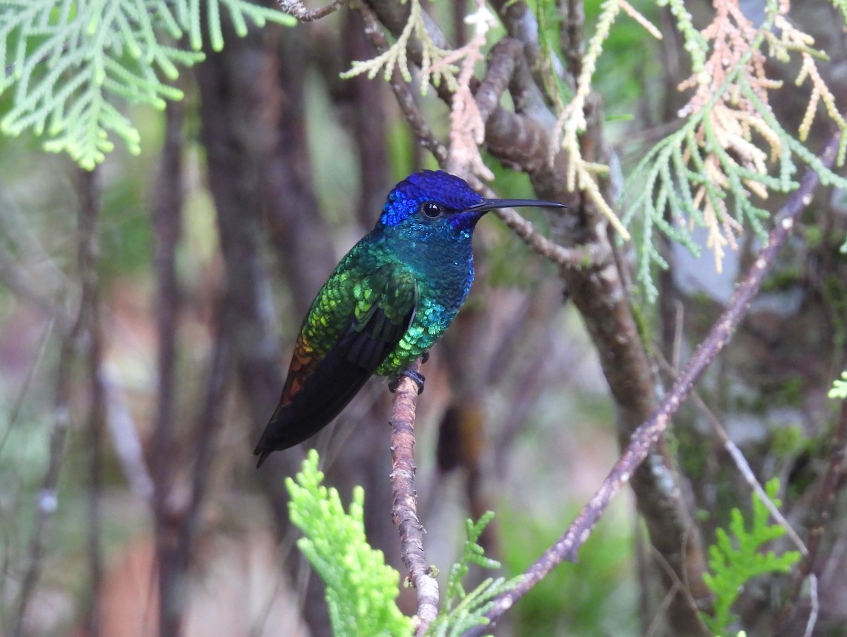 Golden-tailed Sapphire - ML643615245