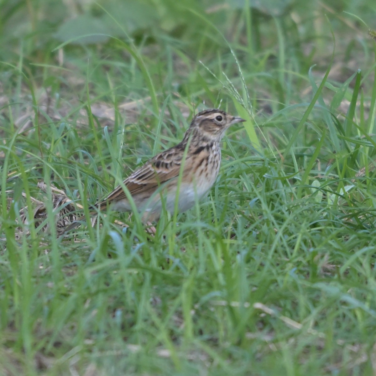 Eurasian Skylark - ML643615260