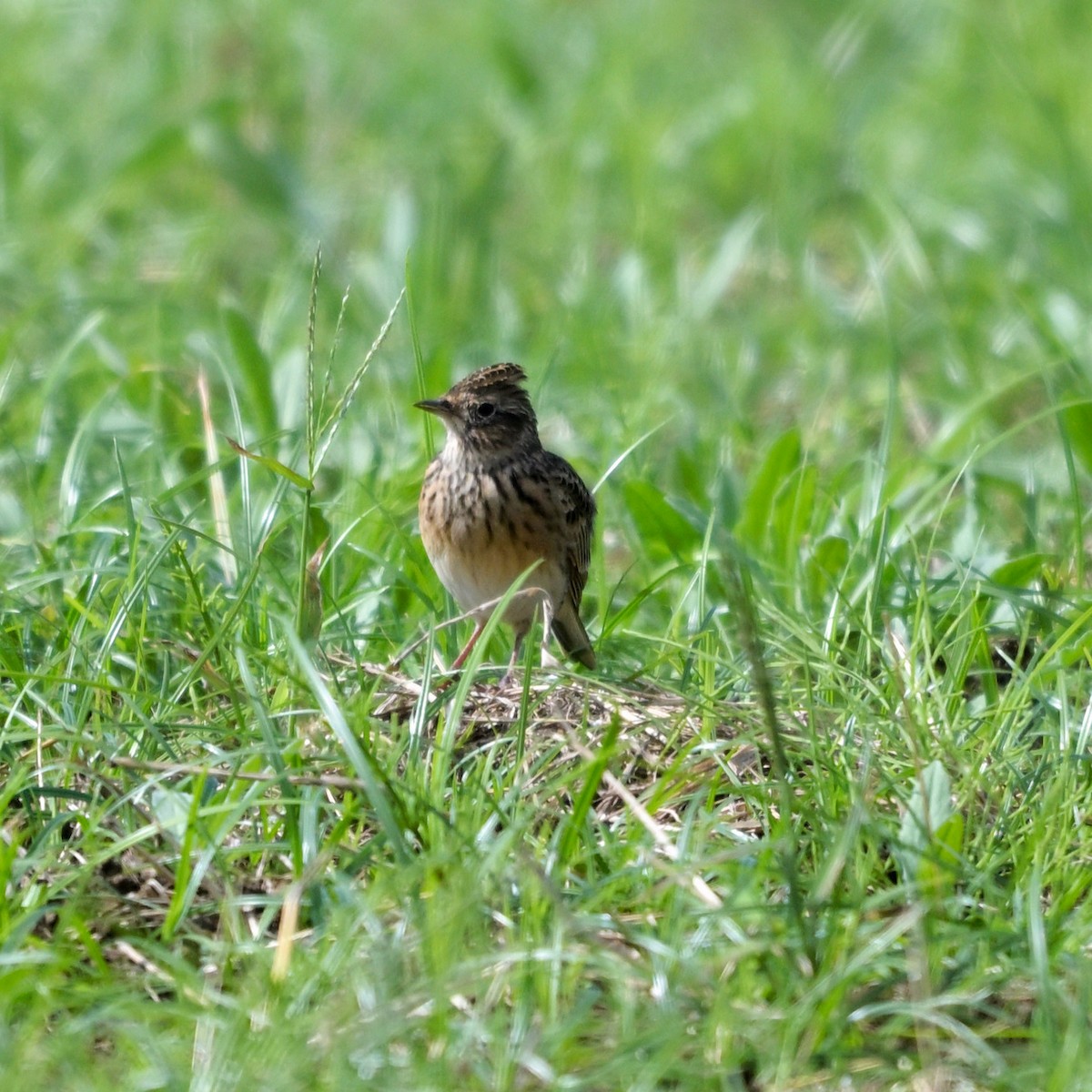 Eurasian Skylark - ML643615261