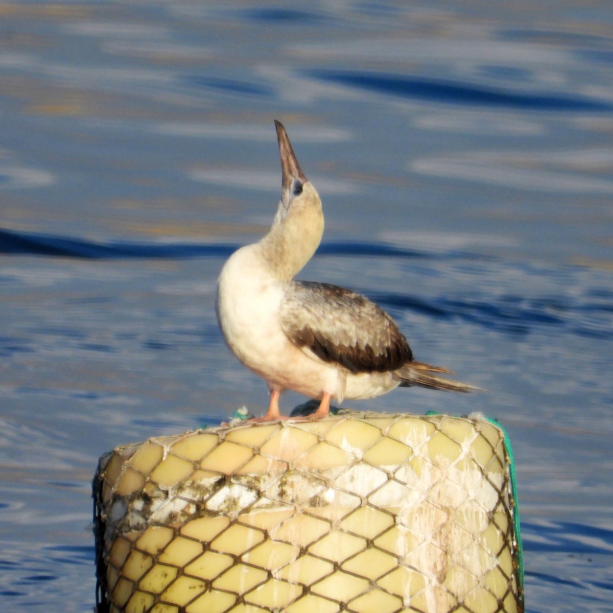 Red-footed Booby - ML643615275