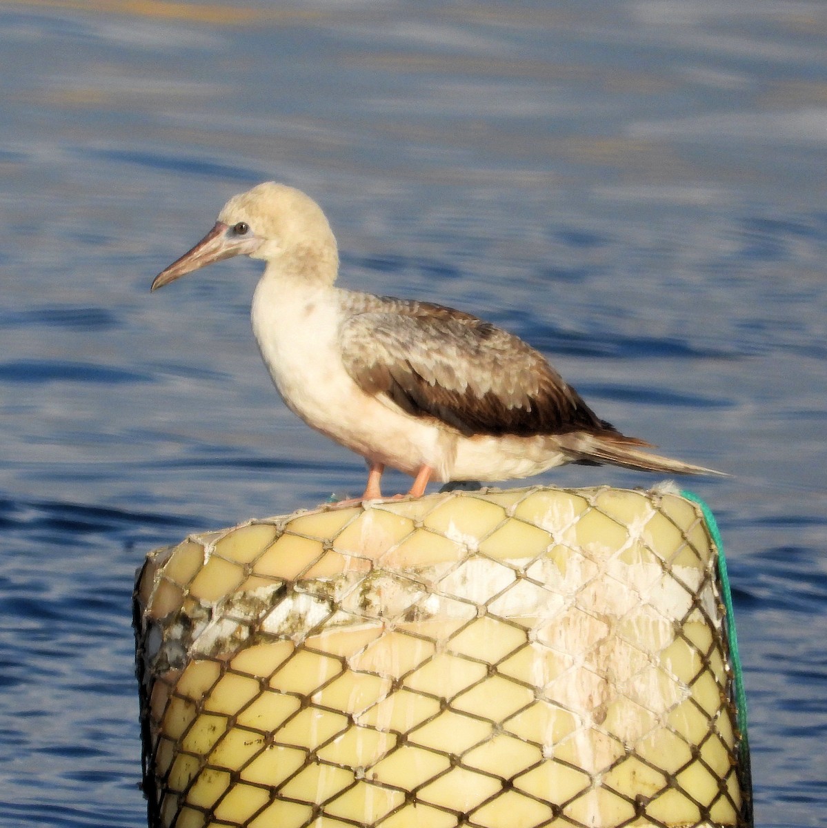 Red-footed Booby - ML643615281