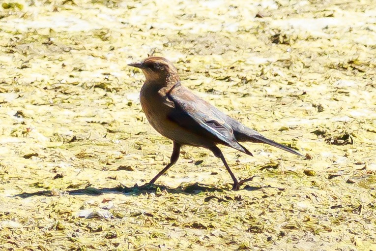 Rusty Blackbird - ML643615286