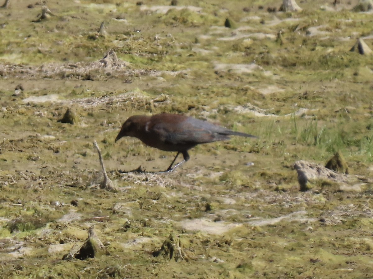 Rusty Blackbird - ML643615287
