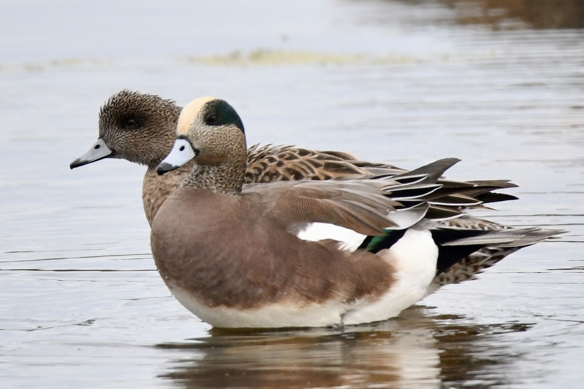 American Wigeon - ML643615289