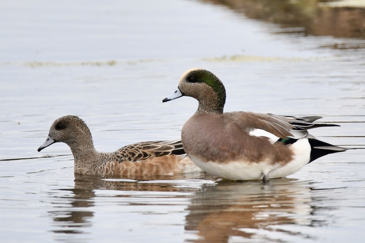 American Wigeon - ML643615290