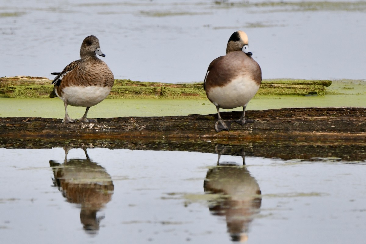 American Wigeon - ML643615291