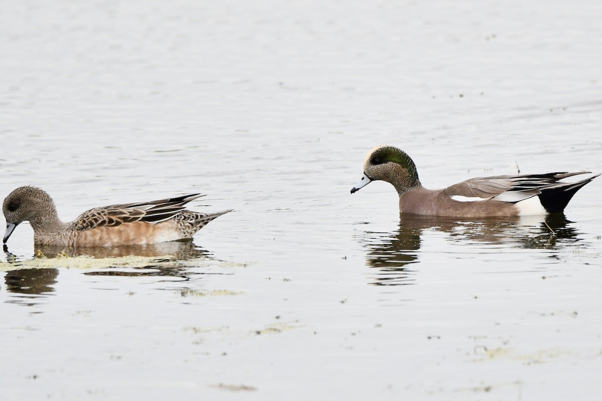 American Wigeon - ML643615292
