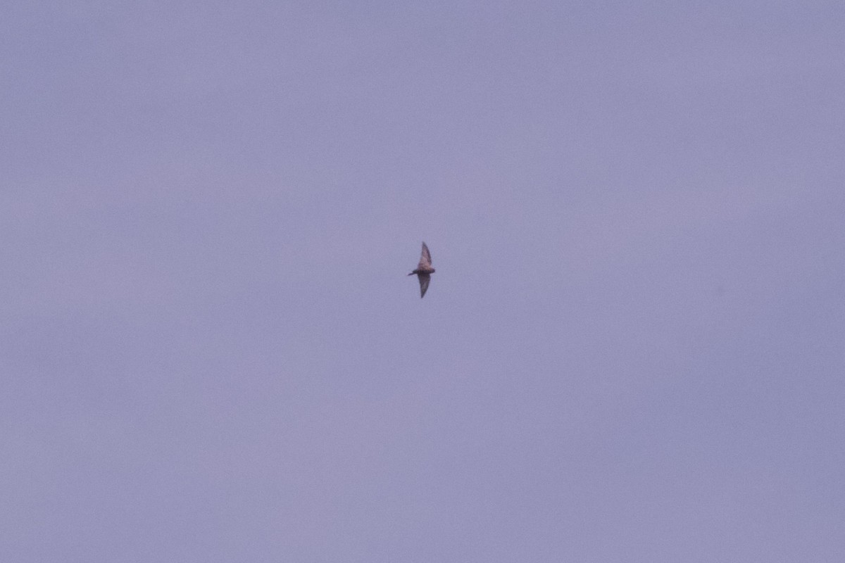 Little Woodswallow - ML643615298