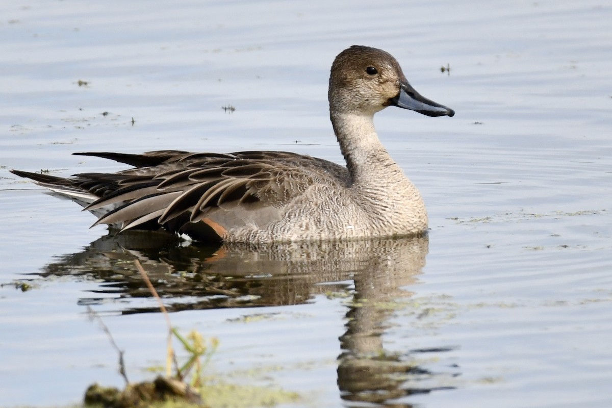 Northern Pintail - ML643615319