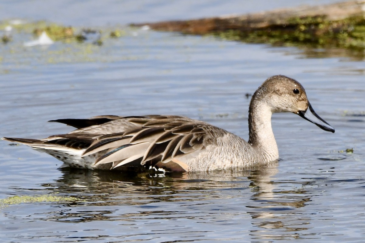 Northern Pintail - ML643615320