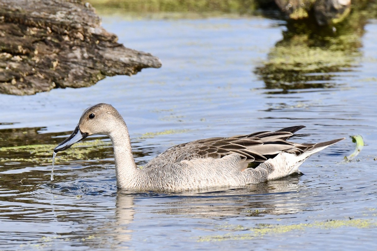 Northern Pintail - ML643615321