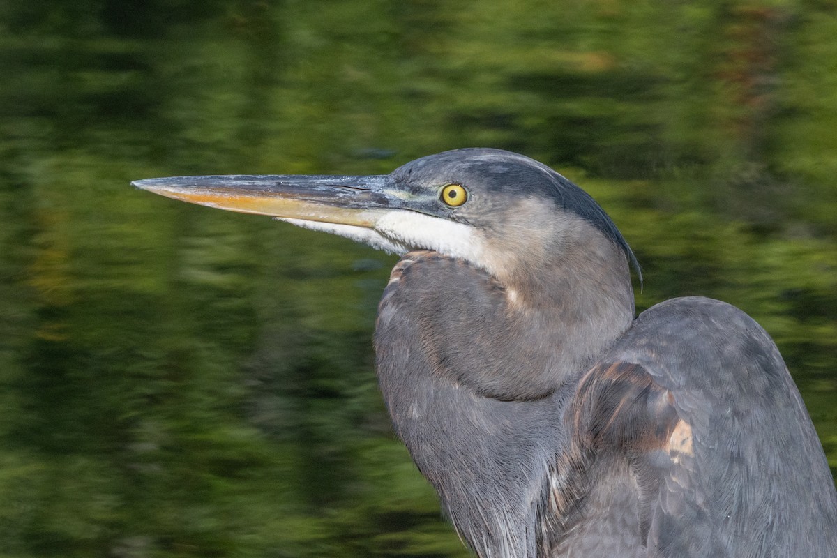 Great Blue Heron - ML643615330