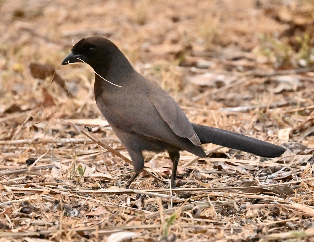 Purplish Jay - ML643615335