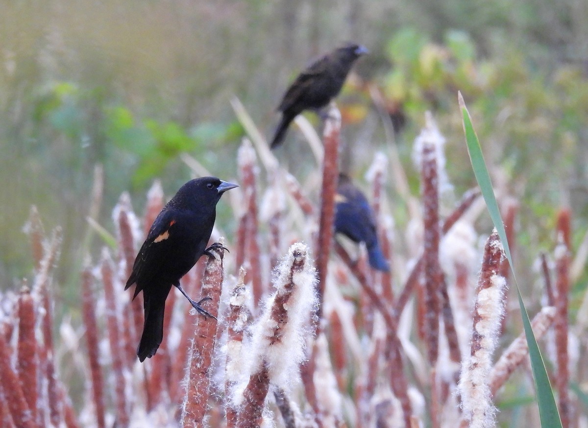 Red-winged Blackbird - ML643615339