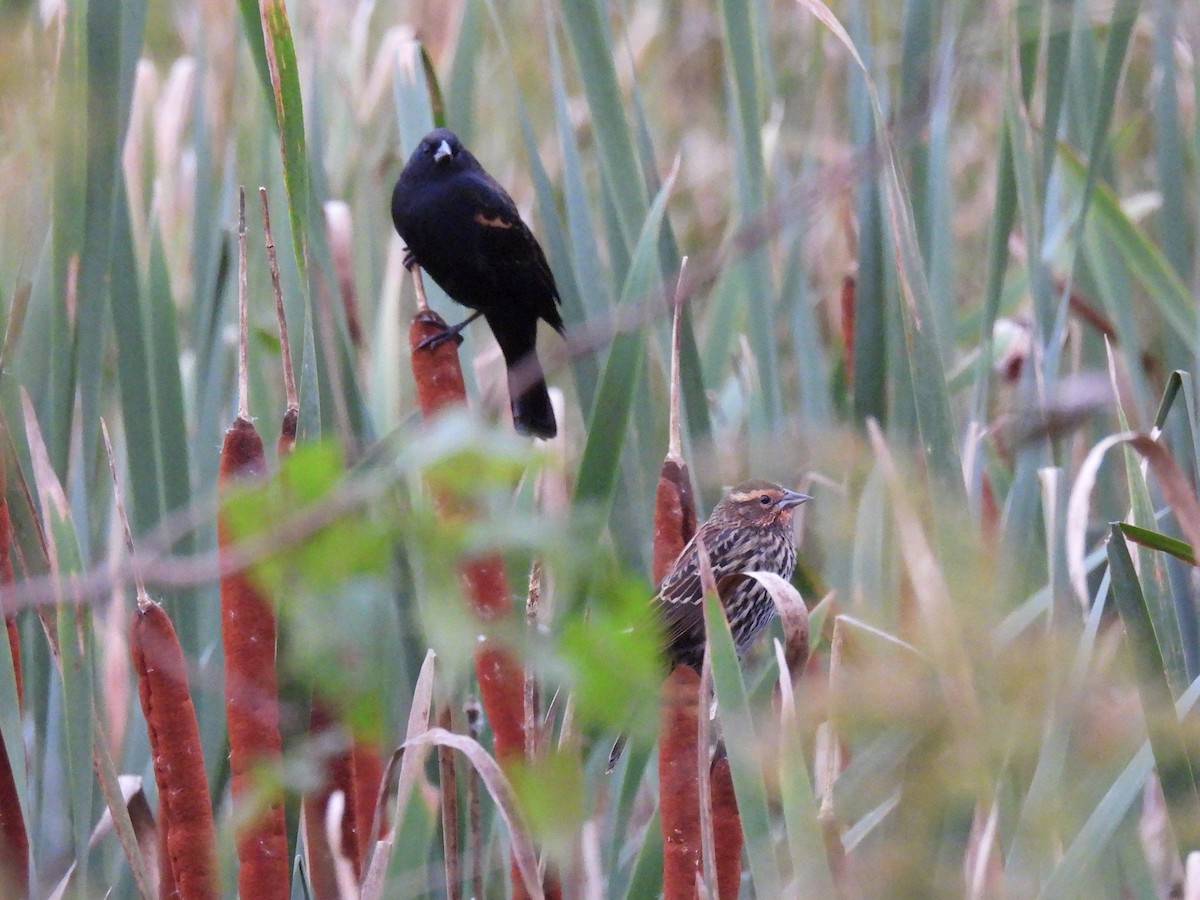 Red-winged Blackbird - ML643615342